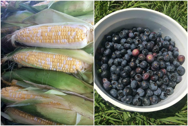 Skillet Sweet Corn Blueberry Cornbread from LoveandConfections.com #FreshFromFlorida #IC (ad)