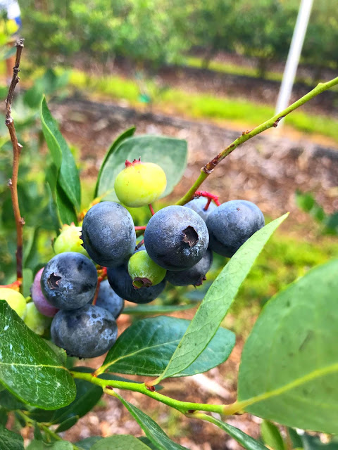 Blueberry Lemon Cupcakes with Cream Cheese Frosting from LoveandConfections.com #FreshFromFlorida #sponsored